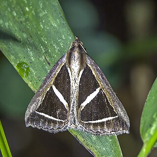 <i>Parachalciope</i> Genus of moths