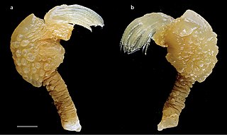 <i>Paralepas</i> Genus of barnacles
