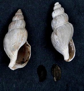 <i>Pareuthria fuscata</i> Species of gastropod