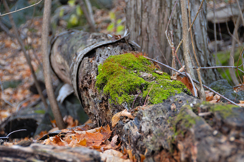 File:Park Mont Royal (5203639748).jpg