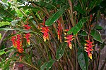 Miniatura para Parque nacional de las Heliconias