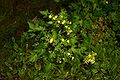 Patrinia-triloba-flowers.JPG