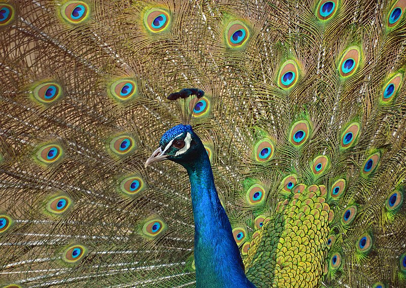 File:Peafowl Courtship.jpg