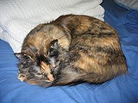 Tortoiseshell cats (tortie) - solid cats with both black and red series colors (black/red, blue/cream)