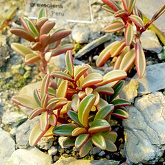 Description de l'image Peperomia graveolens - Botanischer Garten Bonn.jpg.