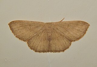 <i>Perixera</i> Genus of moths