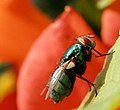 Groene vleesvlieg (in Dutch)