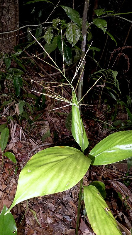 Pharus latifolius