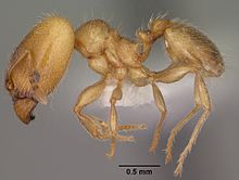 مشخصات Pheidole bicarinata casent0102868 1.jpg