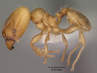 <i>Pheidole bicarinata</i> Species of ant