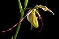 Phragmipedium longifolium