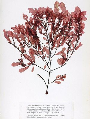 Red oak wrack (Phycodrys rubens), herbarium sheet