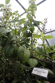 Phyllostegia brevidens в лесу Хакалау NWR.jpg