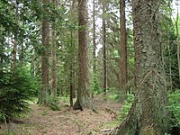 Picea sitchensis ormanı.jpg