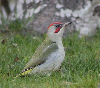 <span class="mw-page-title-main">Iberian green woodpecker</span> Species of bird