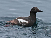 Guillemot, Pigeon Cepphus columba