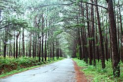 Pine forest in Don Duong, Lam Dong, Vietnam.jpg