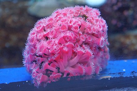 Pink coral - panoramio.jpg