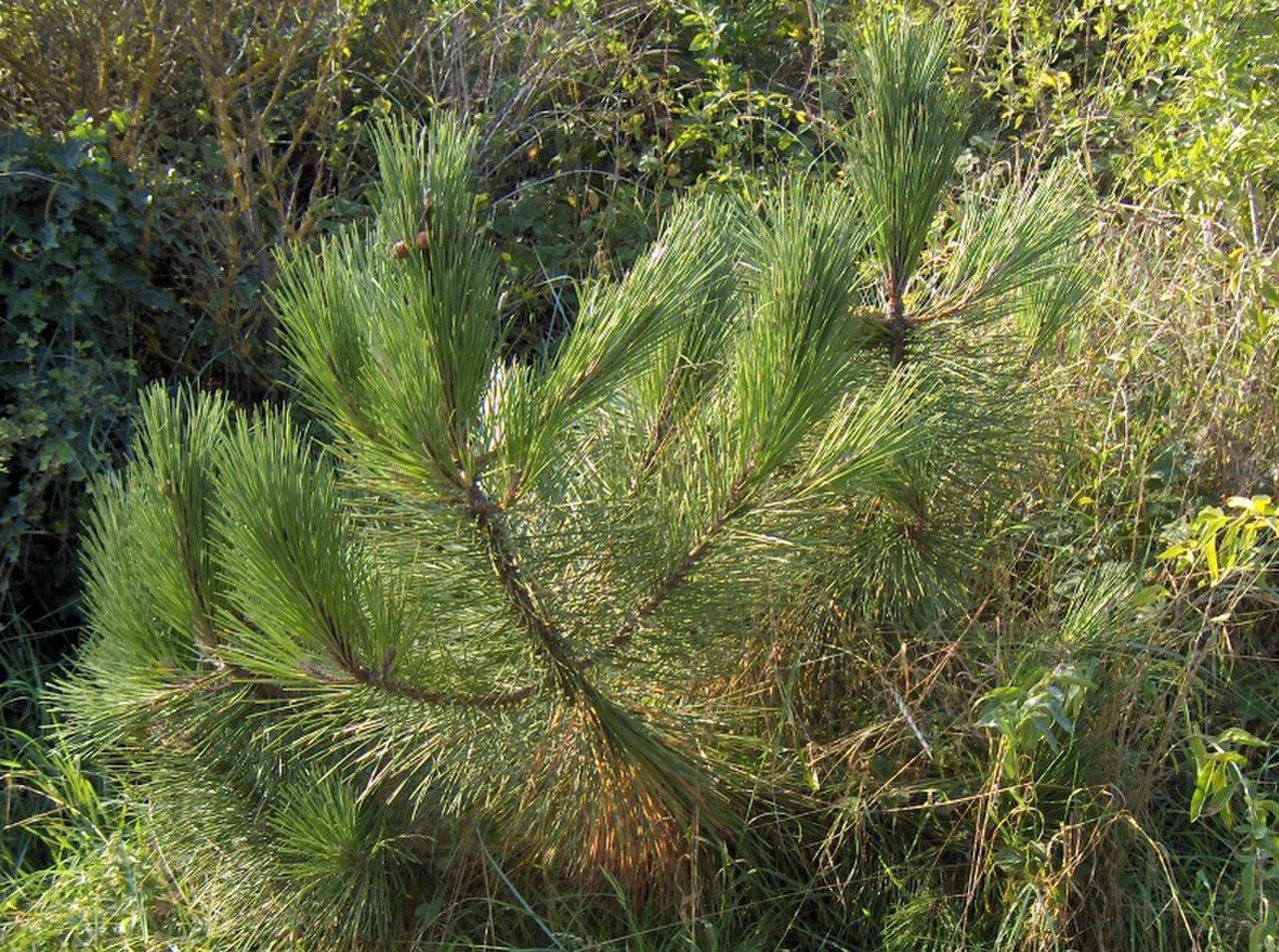 Сосна Приморская (Pinus pinaster Aiton)