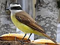 "Pitangus_sulphuratus_1.jpg" by User:File Upload Bot (Magnus Manske)