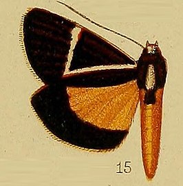 Aegocera geometrica