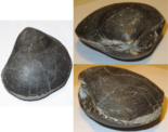 Plagiostoma giganteum, specimen multiview Plagiostoma giganteum multiview.png