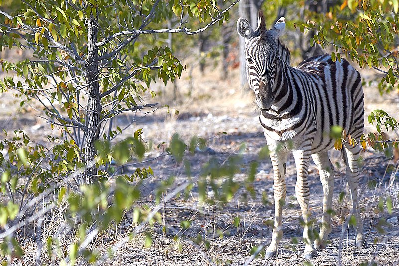 File:Plains Zebra Bush 2019-07-26.jpg