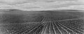 U.S. Department of Agriculture. Planted field. March 1940.