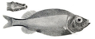 <i>Platytroctes apus</i> Species of ray-finned fish