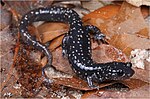 Thumbnail for Ocmulgee slimy salamander