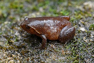 <i>Plethodontohyla brevipes</i> Species of frog