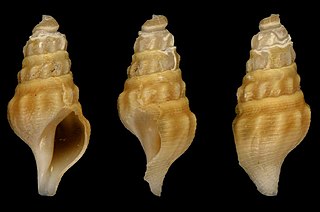 <i>Pleurotomella allisoni</i> Species of gastropod