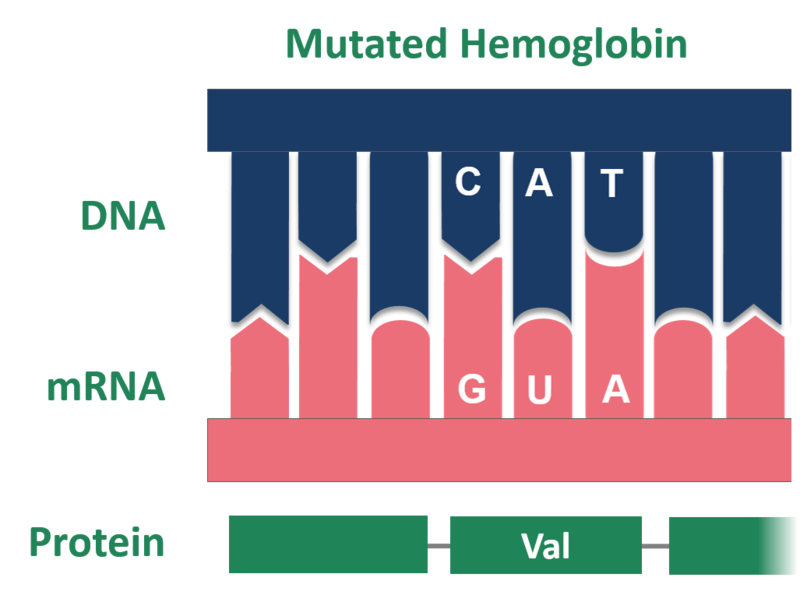 File:Point-Mutation-Sickle-Cell-Mutated-Hemoglobin 01.png