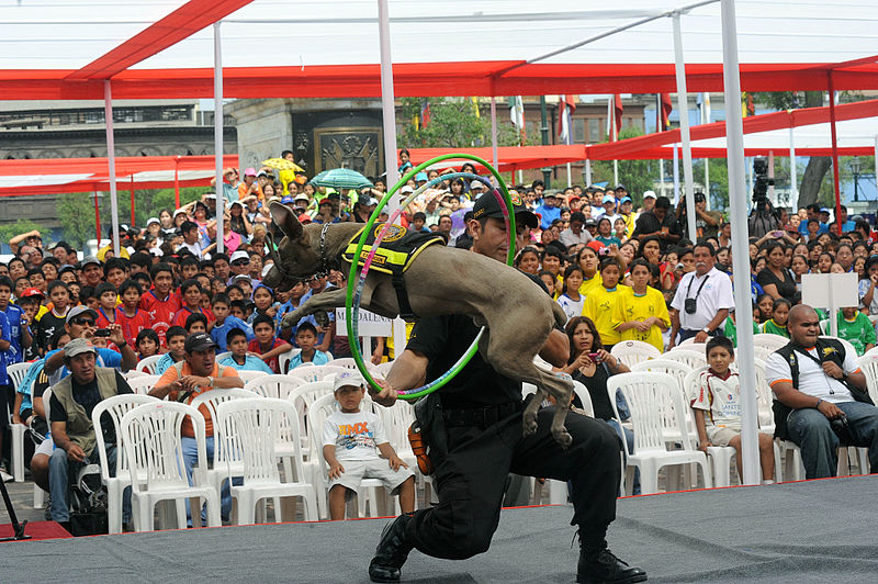 File:Policía Canina Hacen una Exhibición (6911501243).jpg