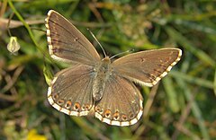 Polyommatus coridon female in Dourbes Viroin Valley, Belgium..JPG