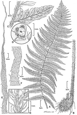 Illustration of Polystichum kenwoodii