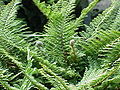 Polystichum Setiferum: Loài thực vật