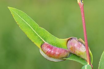 Pontania vesicator on Salix purpurea