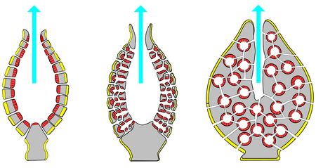 Fail:Porifera_body_structures_01.png