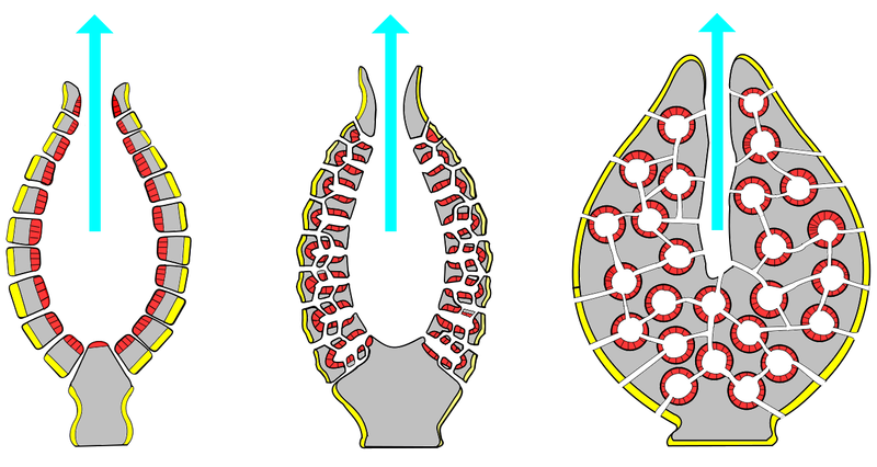 File:Porifera body structures 01.png