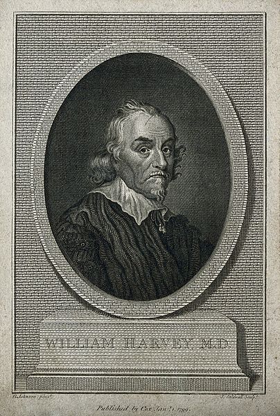 File:Portrait of William Harvey (1578 - 1657), surgeon Wellcome V0002596EL.jpg