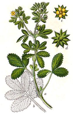 Potentilla norvegica Sturm17. jpg