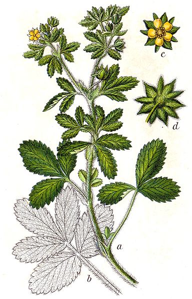 File:Potentilla norvegica Sturm17.jpg