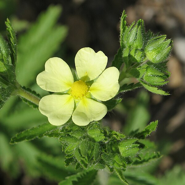 File:Potentilla recta RF.jpg