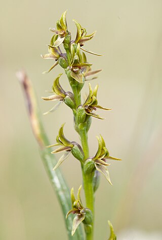 <i>Prasophyllum tadgellianum</i> Species of orchid