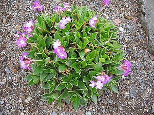 Sea green primrose (Primula glaucescens)