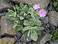 Primula marginata 'Barbara Clough'