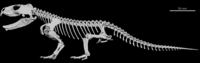 Priosphenodon skeleton.png