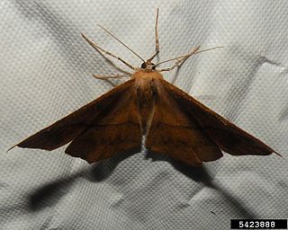 <i>Prochoerodes lineola</i> Species of moth