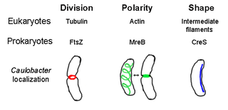 <span class="mw-page-title-main">Prokaryotic cytoskeleton</span> Structural filaments in prokaryotes